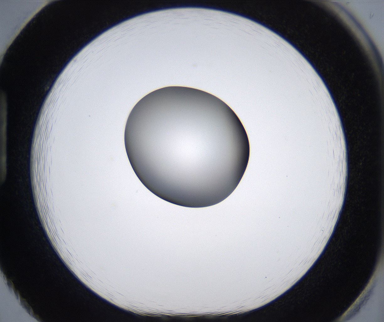 folderID303_plateID2303_batchID10849_wellNum86_profileID1_d1_r161219_ef.jpg