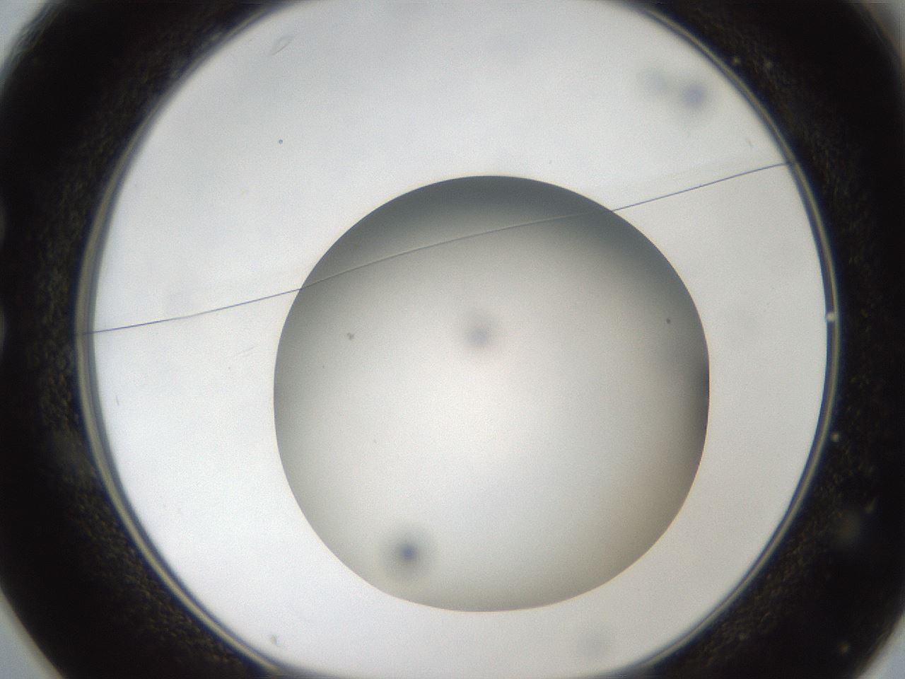 folderID304_plateID1304_batchID4270_wellNum25_profileID1_d1_r78800_ef.jpg