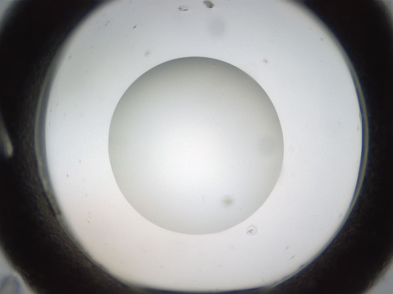 folderID304_plateID1304_batchID4270_wellNum11_profileID1_d1_r78786_ef.jpg