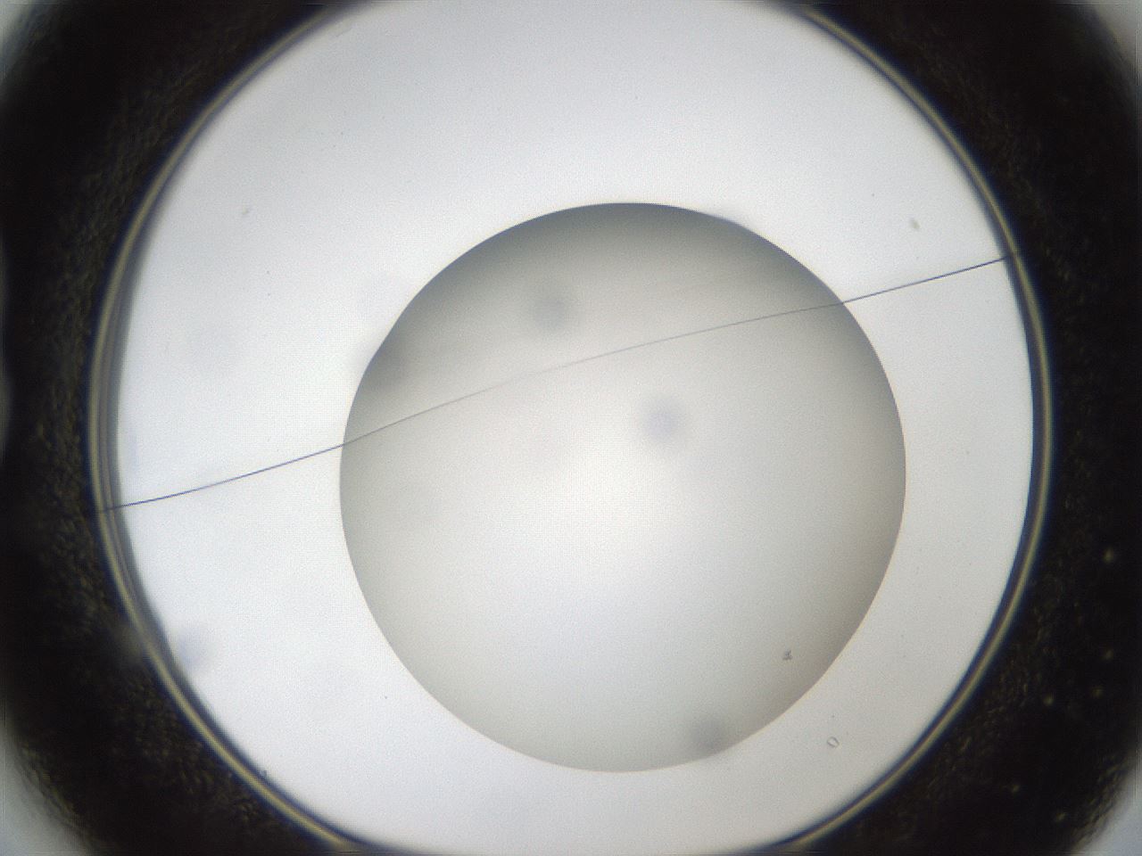 folderID304_plateID1304_batchID4270_wellNum13_profileID1_d1_r78788_ef.jpg