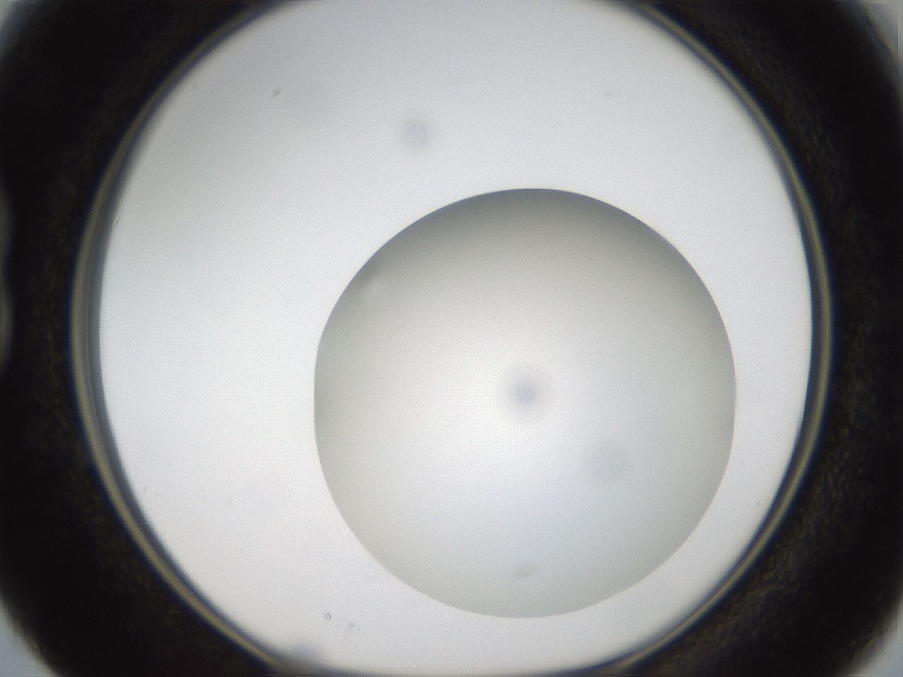 folderID304_plateID1304_batchID4270_wellNum15_profileID1_d1_r78790_ef.jpg