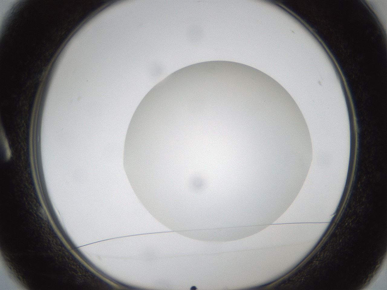 folderID304_plateID1304_batchID4270_wellNum1_profileID1_d1_r78776_ef.jpg