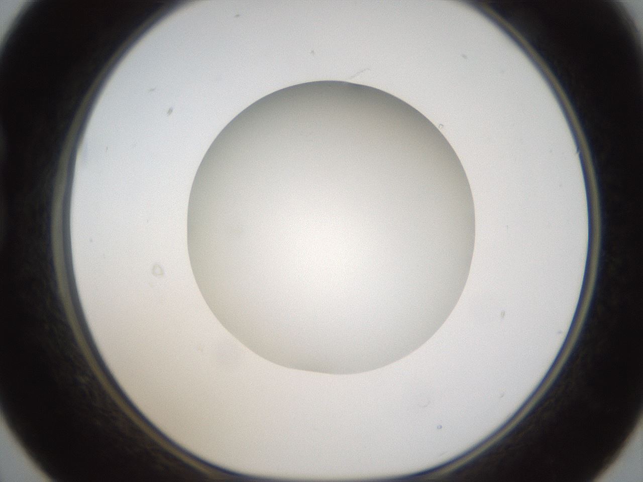 folderID304_plateID1304_batchID4270_wellNum21_profileID1_d1_r78796_ef.jpg