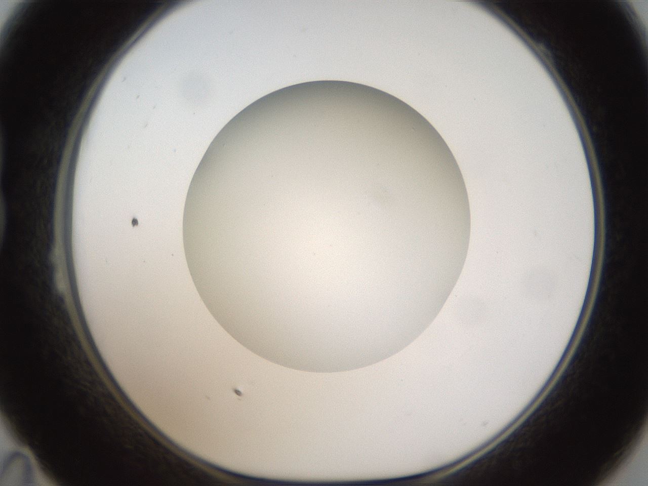 folderID304_plateID1304_batchID4270_wellNum23_profileID1_d1_r78798_ef.jpg
