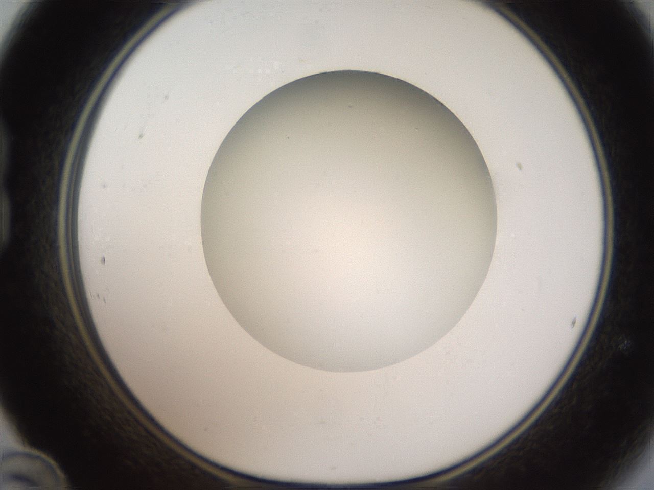 folderID304_plateID1304_batchID4270_wellNum24_profileID1_d1_r78799_ef.jpg