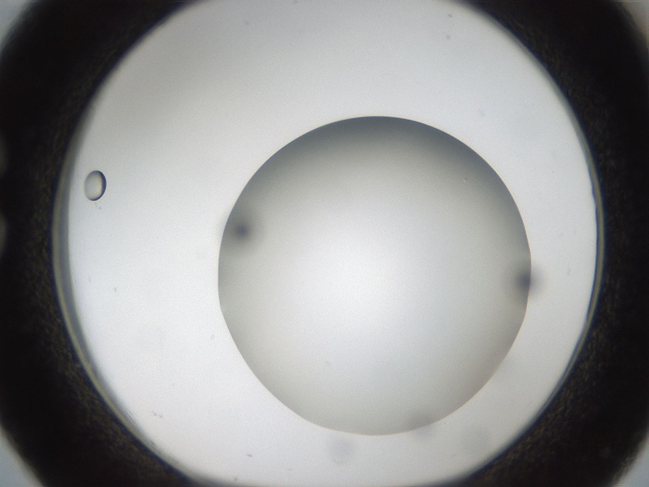 folderID304_plateID1304_batchID4270_wellNum26_profileID1_d1_r78801_ef.jpg
