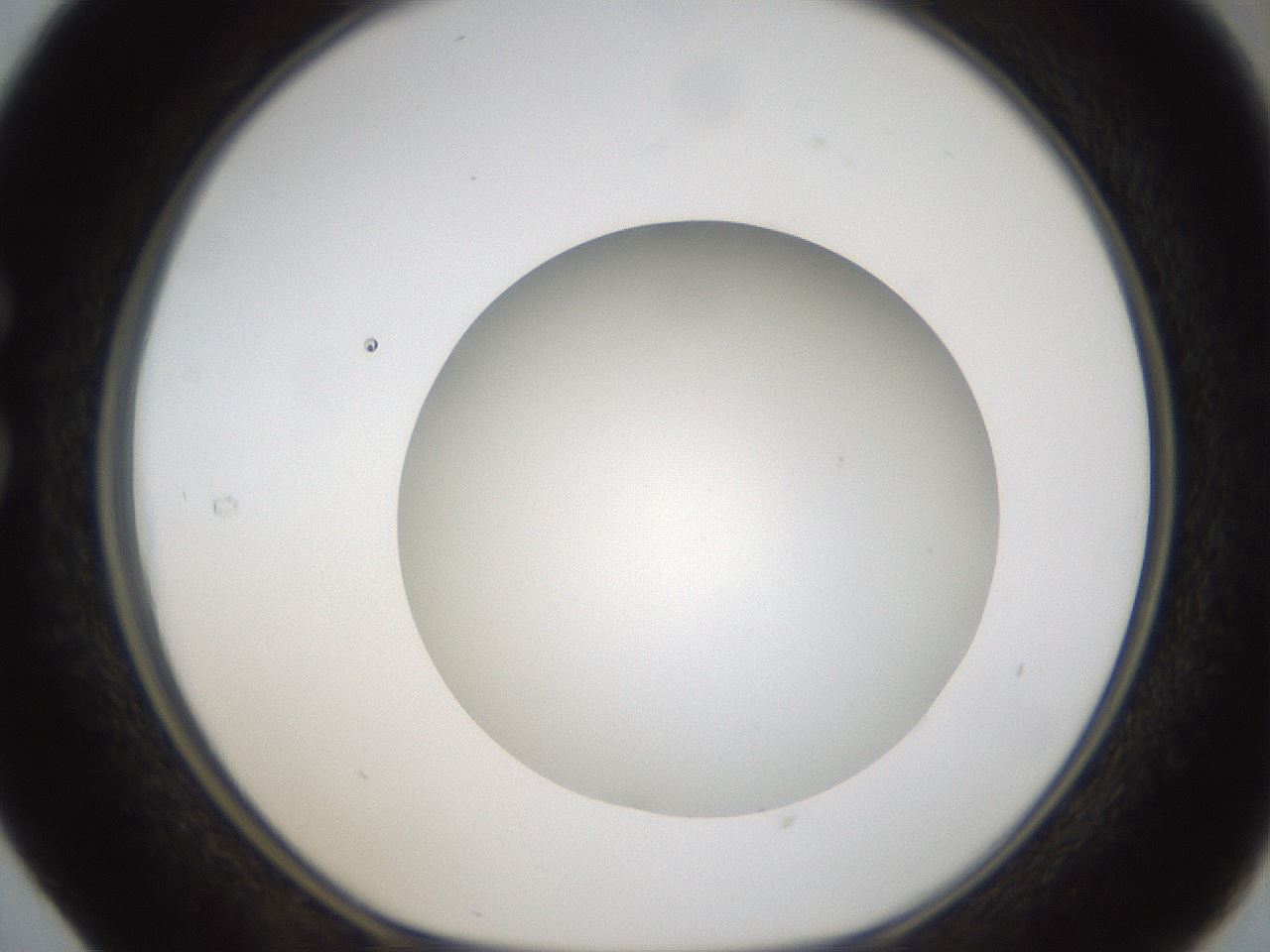 folderID304_plateID1304_batchID4270_wellNum29_profileID1_d1_r78804_ef.jpg