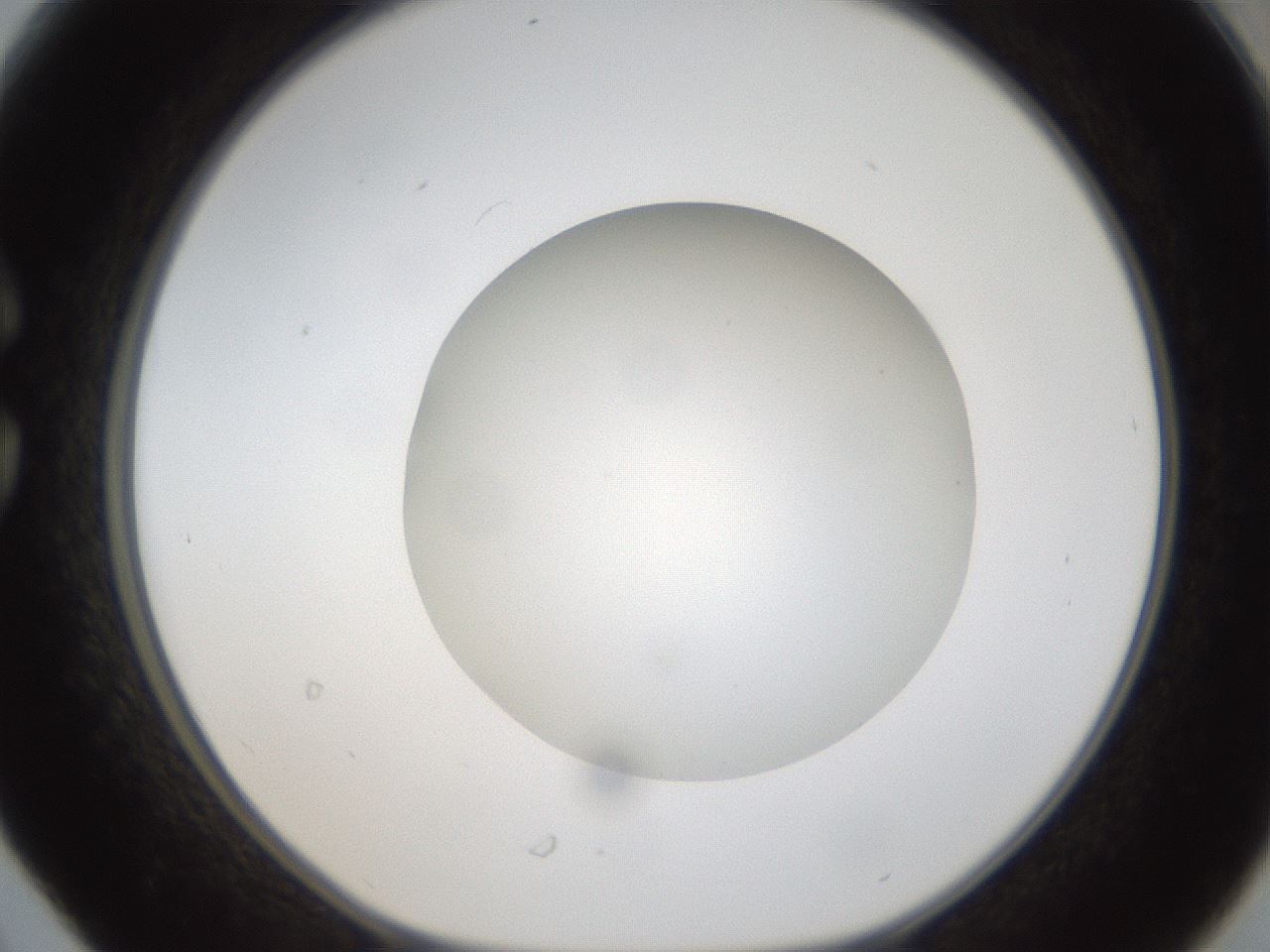 folderID304_plateID1304_batchID4270_wellNum30_profileID1_d1_r78805_ef.jpg