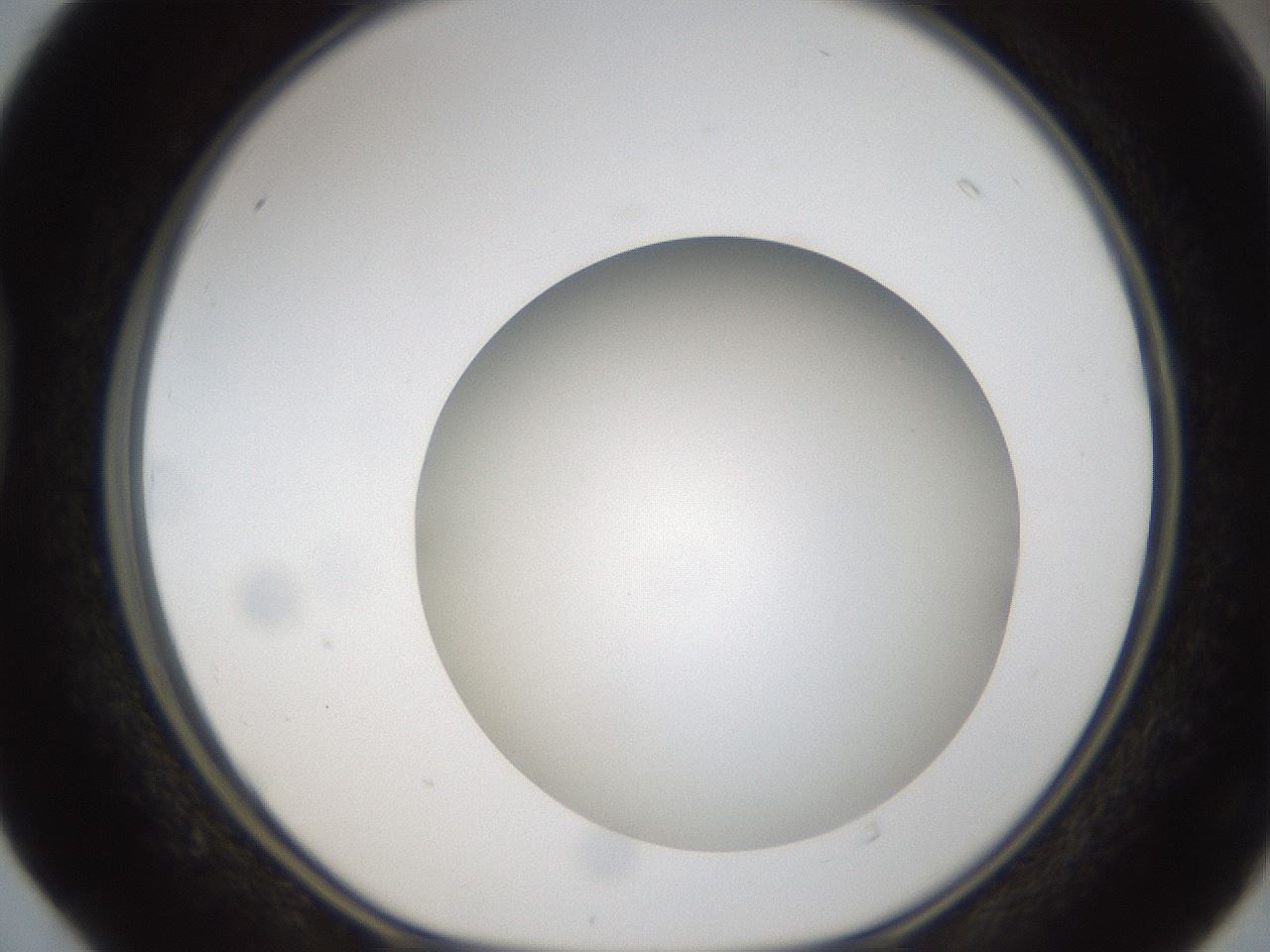 folderID304_plateID1304_batchID4270_wellNum40_profileID1_d1_r78815_ef.jpg