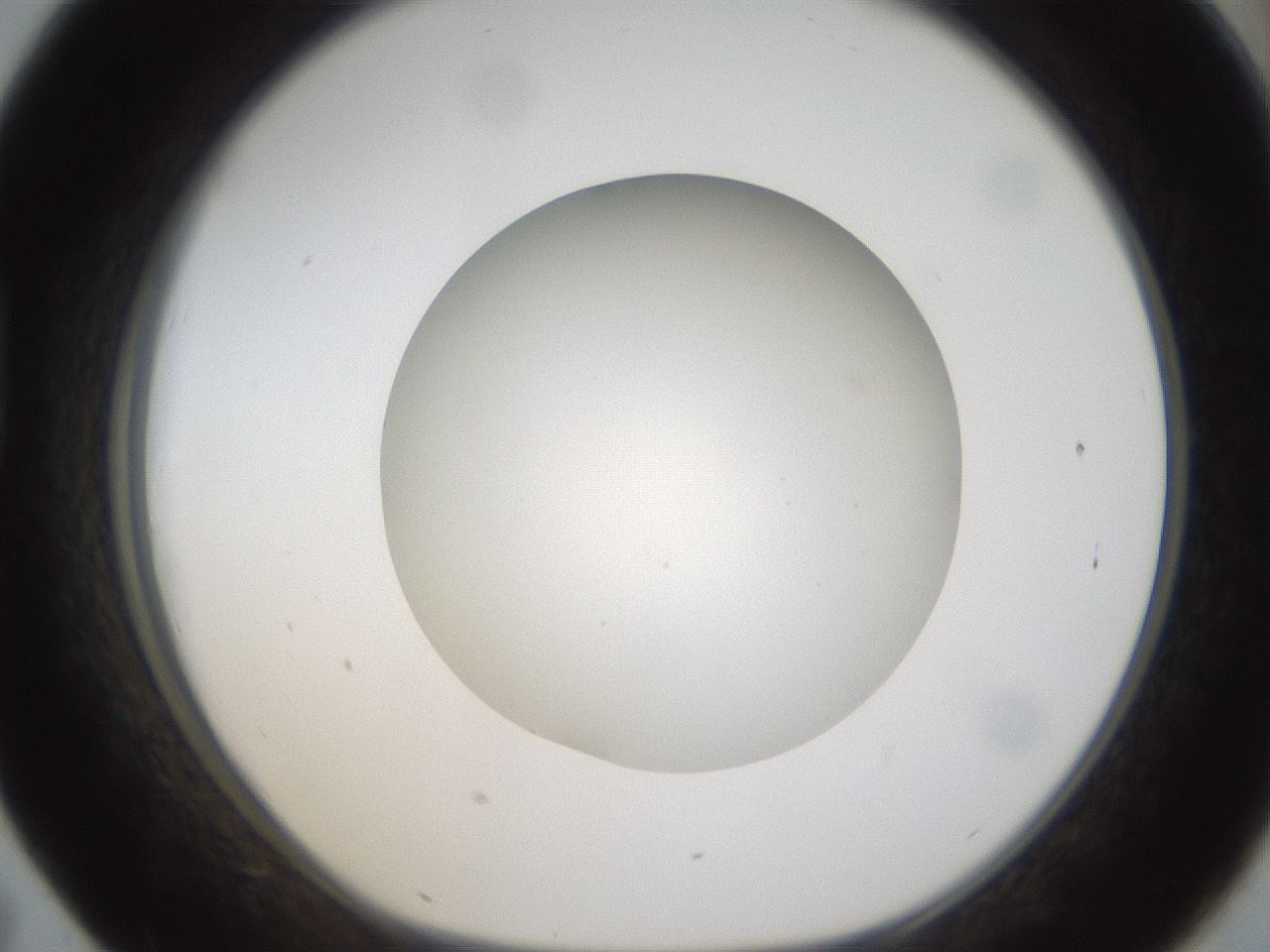 folderID304_plateID1304_batchID4270_wellNum43_profileID1_d1_r78818_ef.jpg