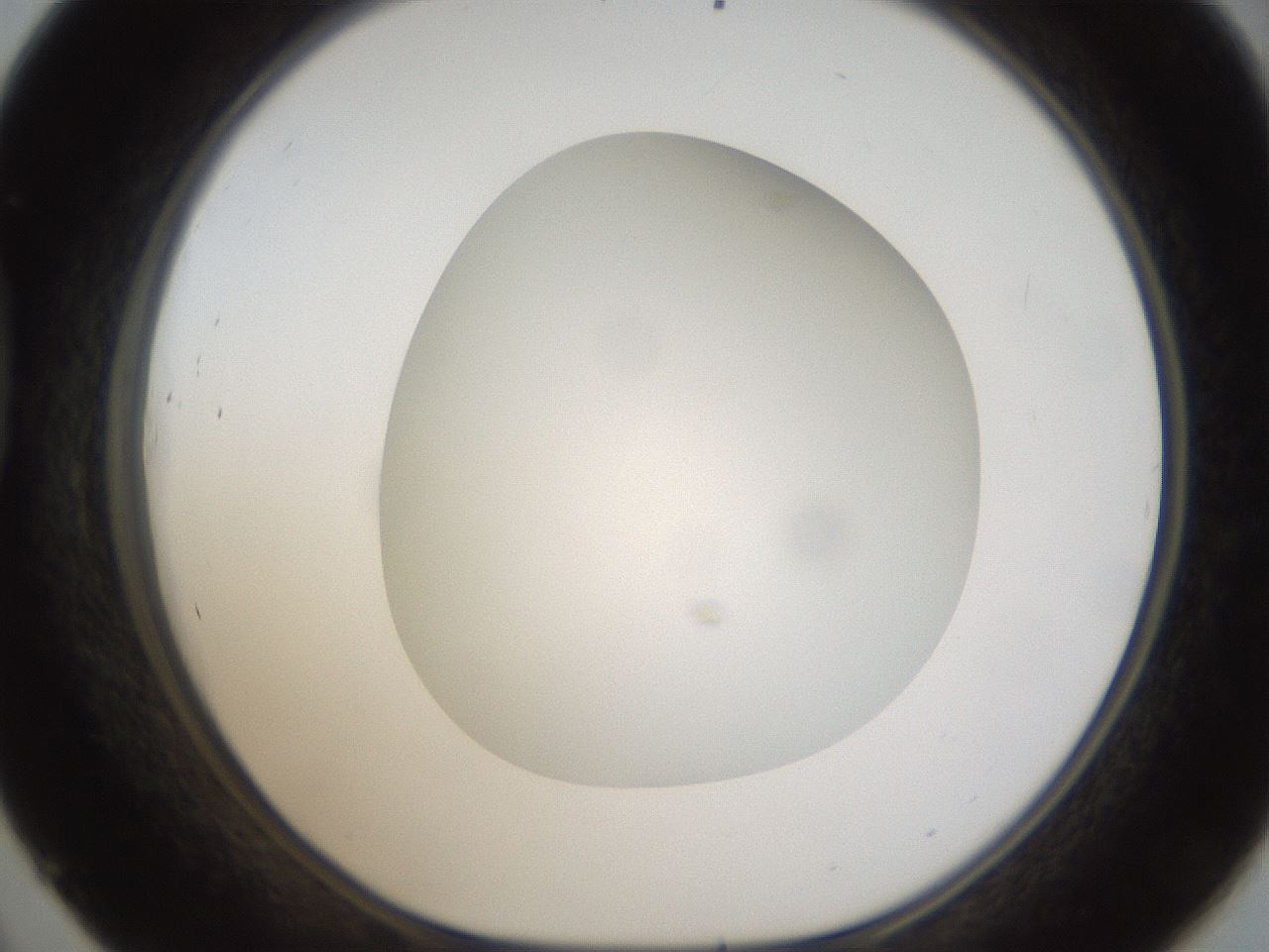 folderID304_plateID1304_batchID4270_wellNum45_profileID1_d1_r78820_ef.jpg