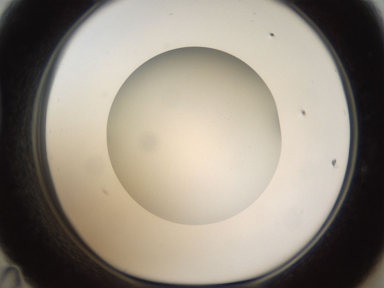 folderID304_plateID1304_batchID4270_wellNum47_profileID1_d1_r78822_ef.jpg