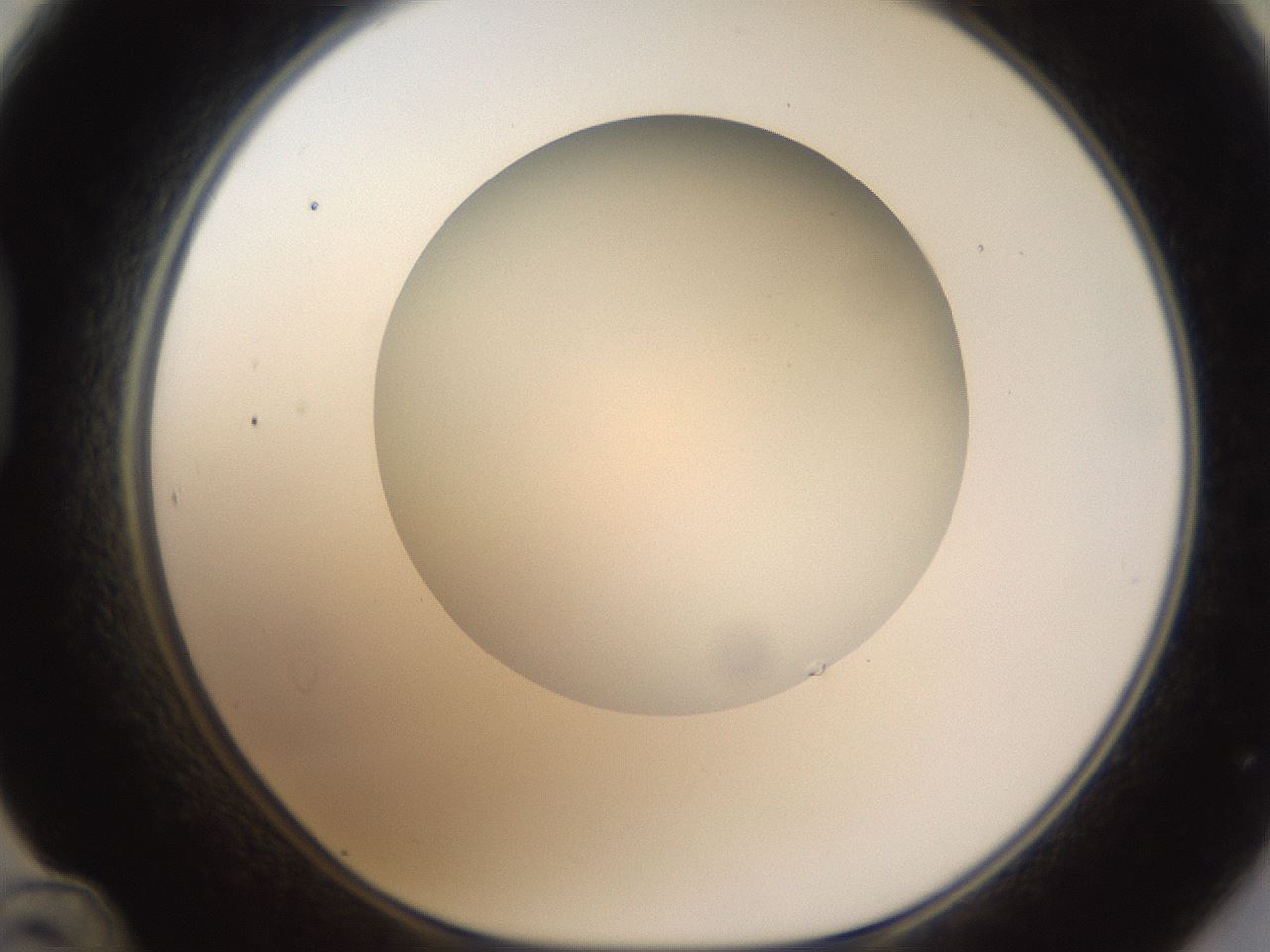 folderID304_plateID1304_batchID4270_wellNum48_profileID1_d1_r78823_ef.jpg
