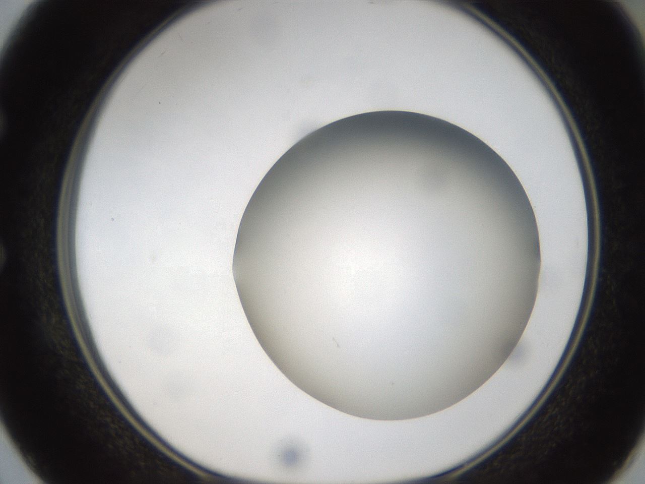 folderID304_plateID1304_batchID4270_wellNum50_profileID1_d1_r78825_ef.jpg