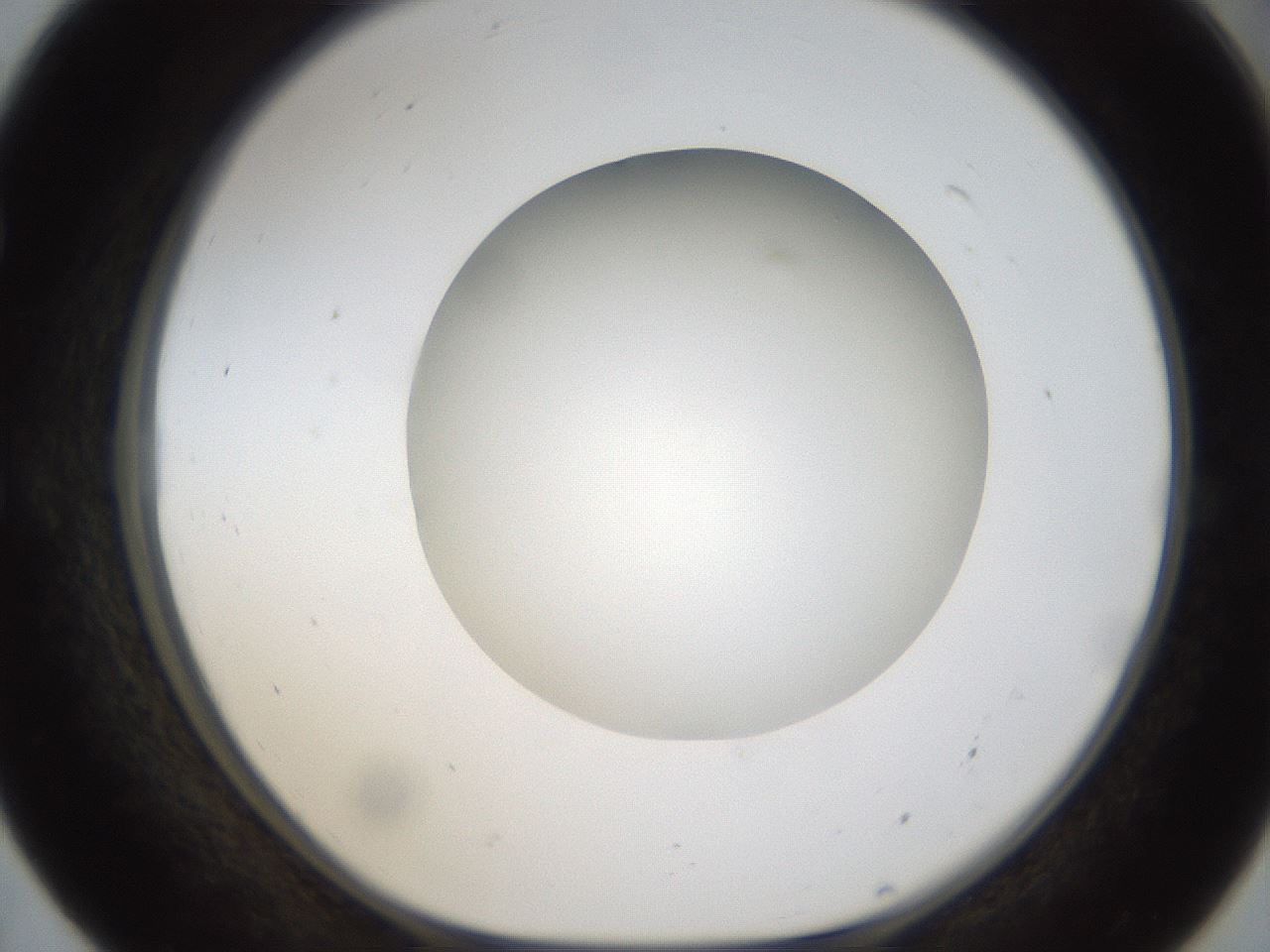 folderID304_plateID1304_batchID4270_wellNum55_profileID1_d1_r78830_ef.jpg