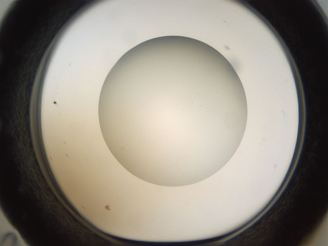 folderID304_plateID1304_batchID4270_wellNum59_profileID1_d1_r78834_ef.jpg