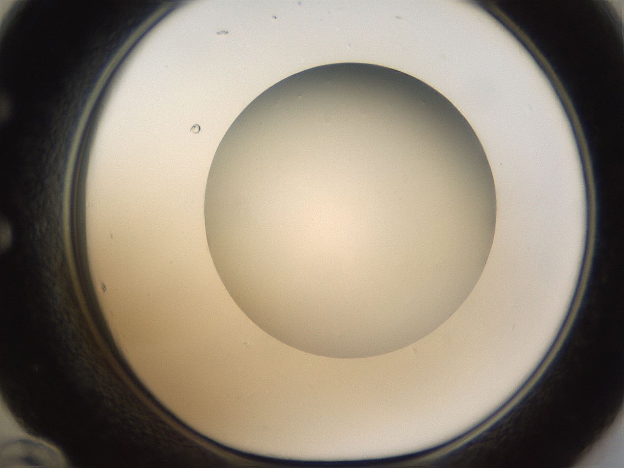 folderID304_plateID1304_batchID4270_wellNum60_profileID1_d1_r78835_ef.jpg