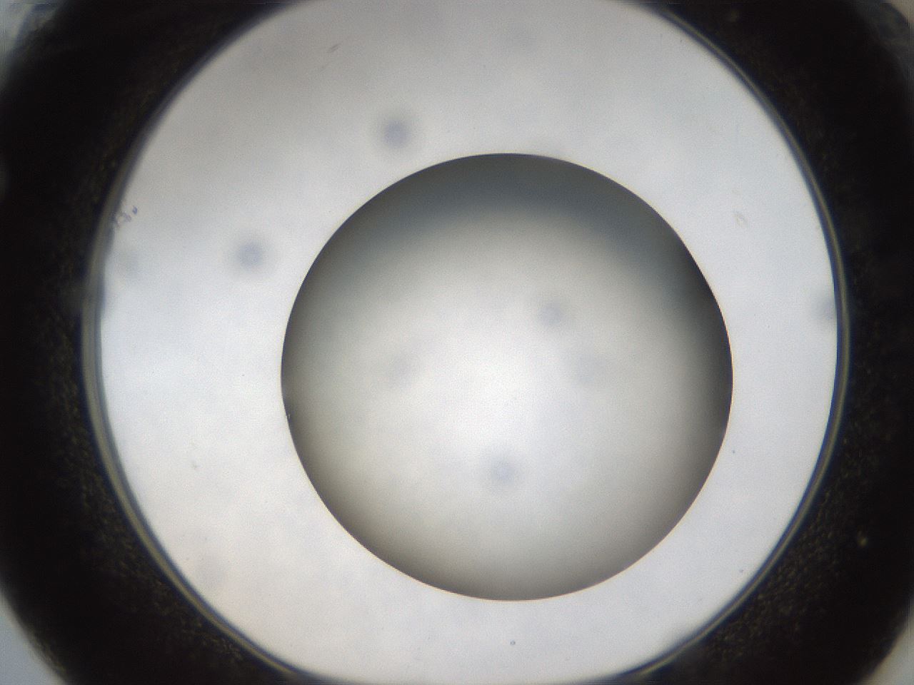 folderID304_plateID1304_batchID4270_wellNum61_profileID1_d1_r78836_ef.jpg