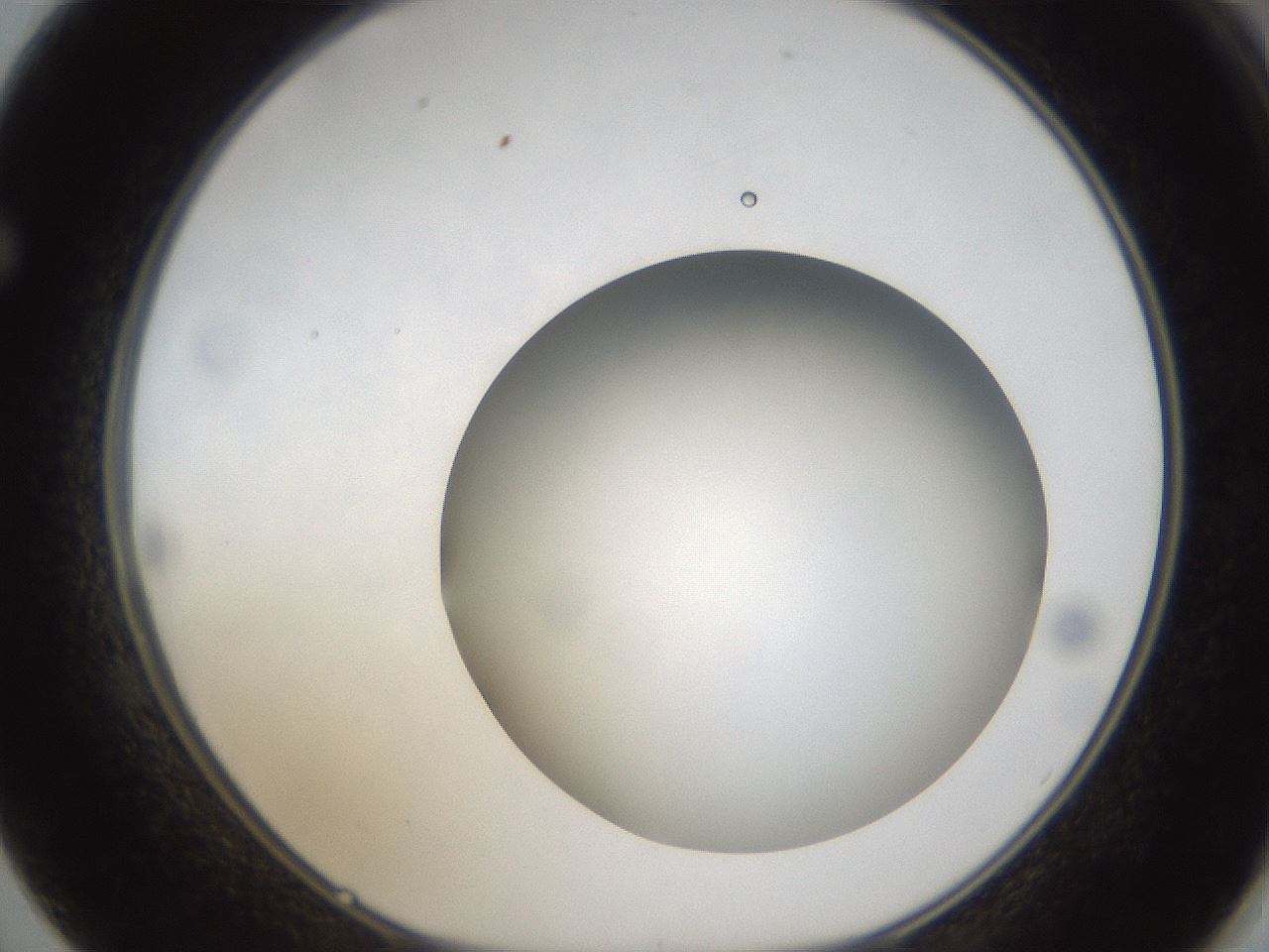 folderID304_plateID1304_batchID4270_wellNum62_profileID1_d1_r78837_ef.jpg
