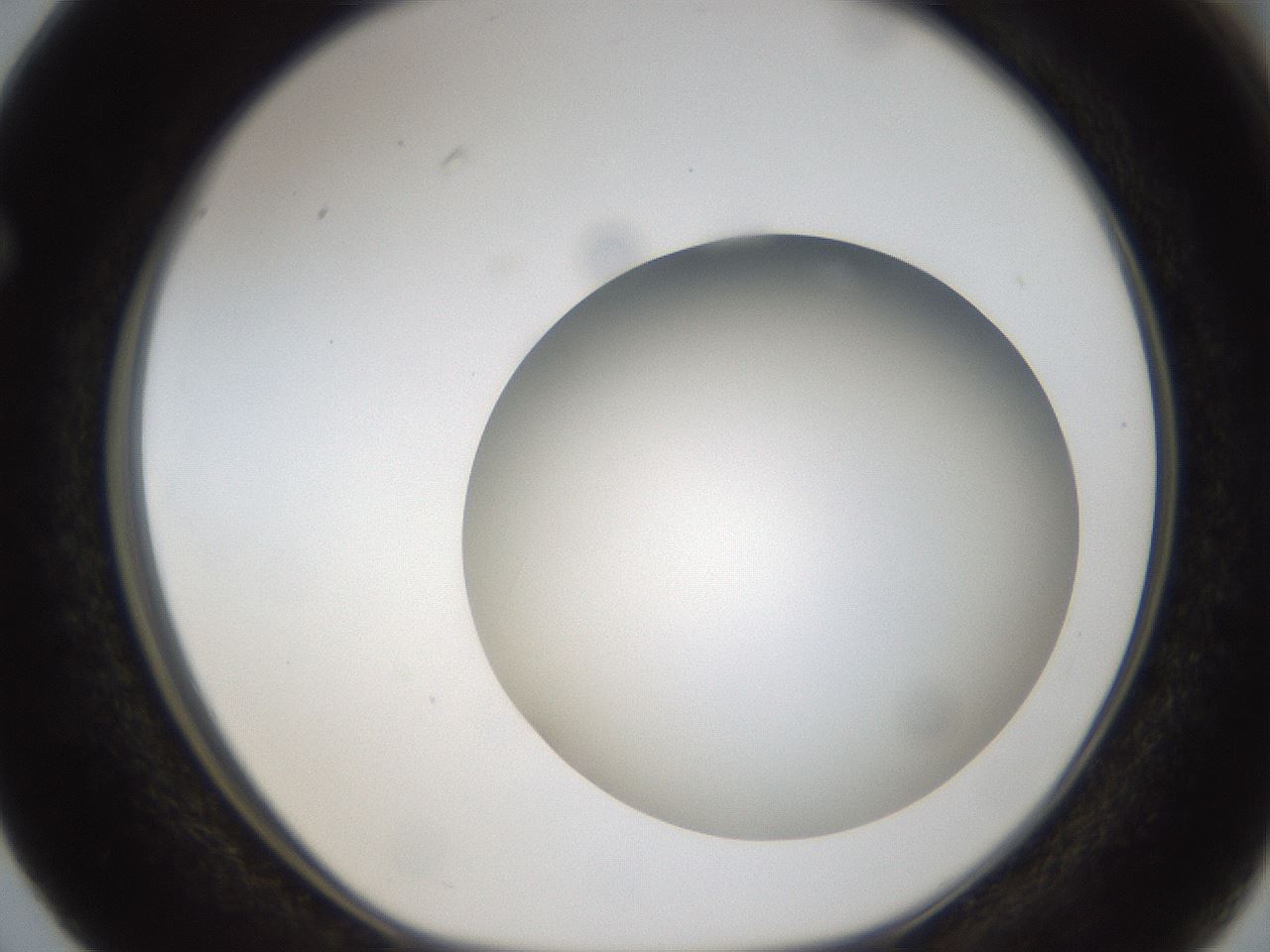 folderID304_plateID1304_batchID4270_wellNum63_profileID1_d1_r78838_ef.jpg