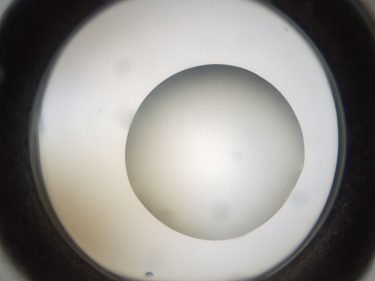folderID304_plateID1304_batchID4270_wellNum64_profileID1_d1_r78839_ef.jpg