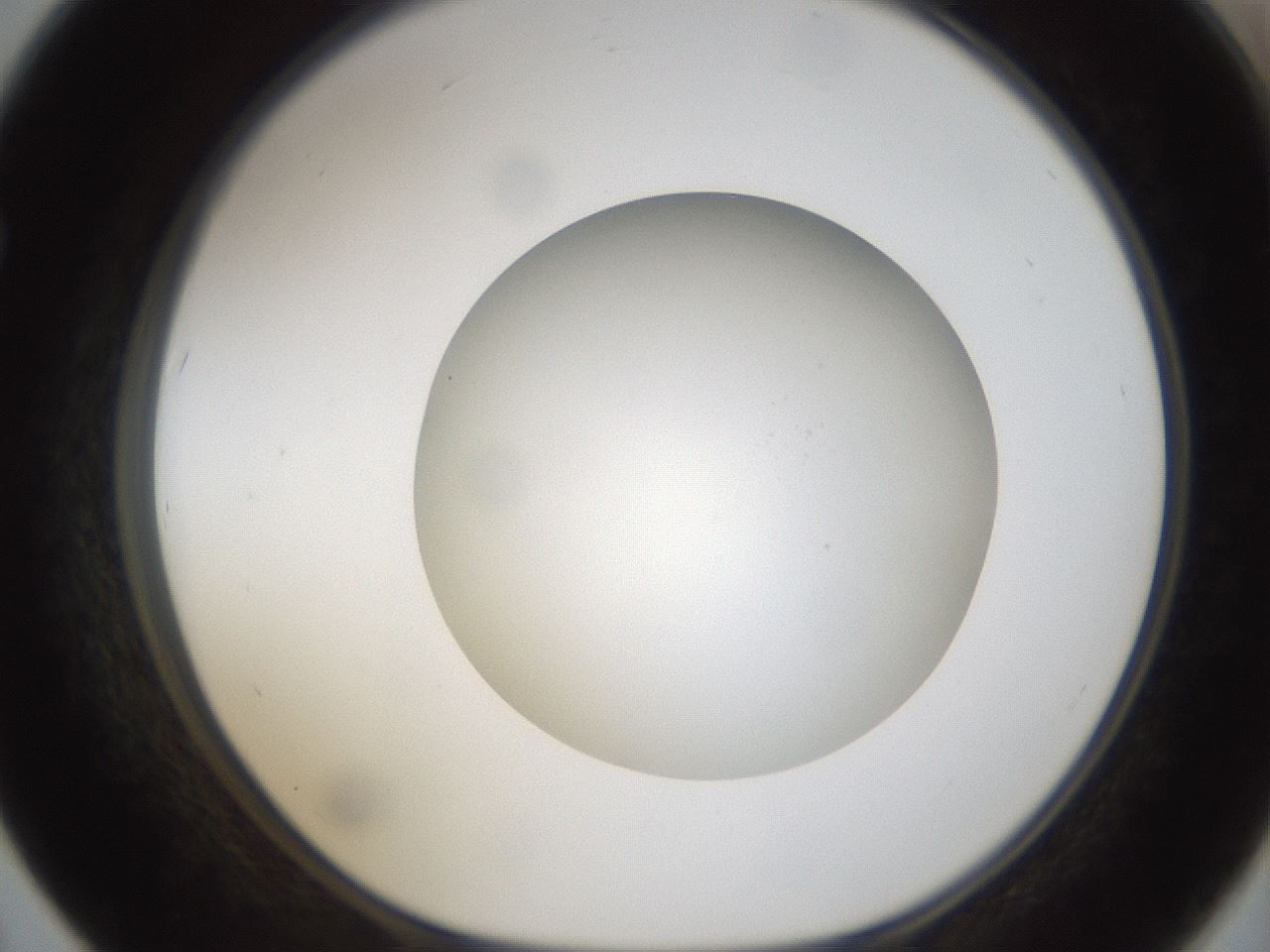 folderID304_plateID1304_batchID4270_wellNum67_profileID1_d1_r78842_ef.jpg