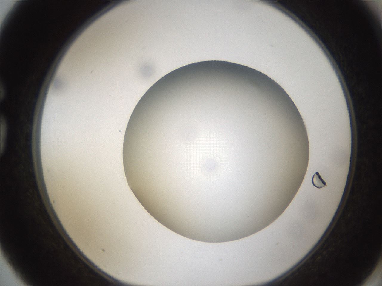 folderID304_plateID1304_batchID4270_wellNum75_profileID1_d1_r78850_ef.jpg