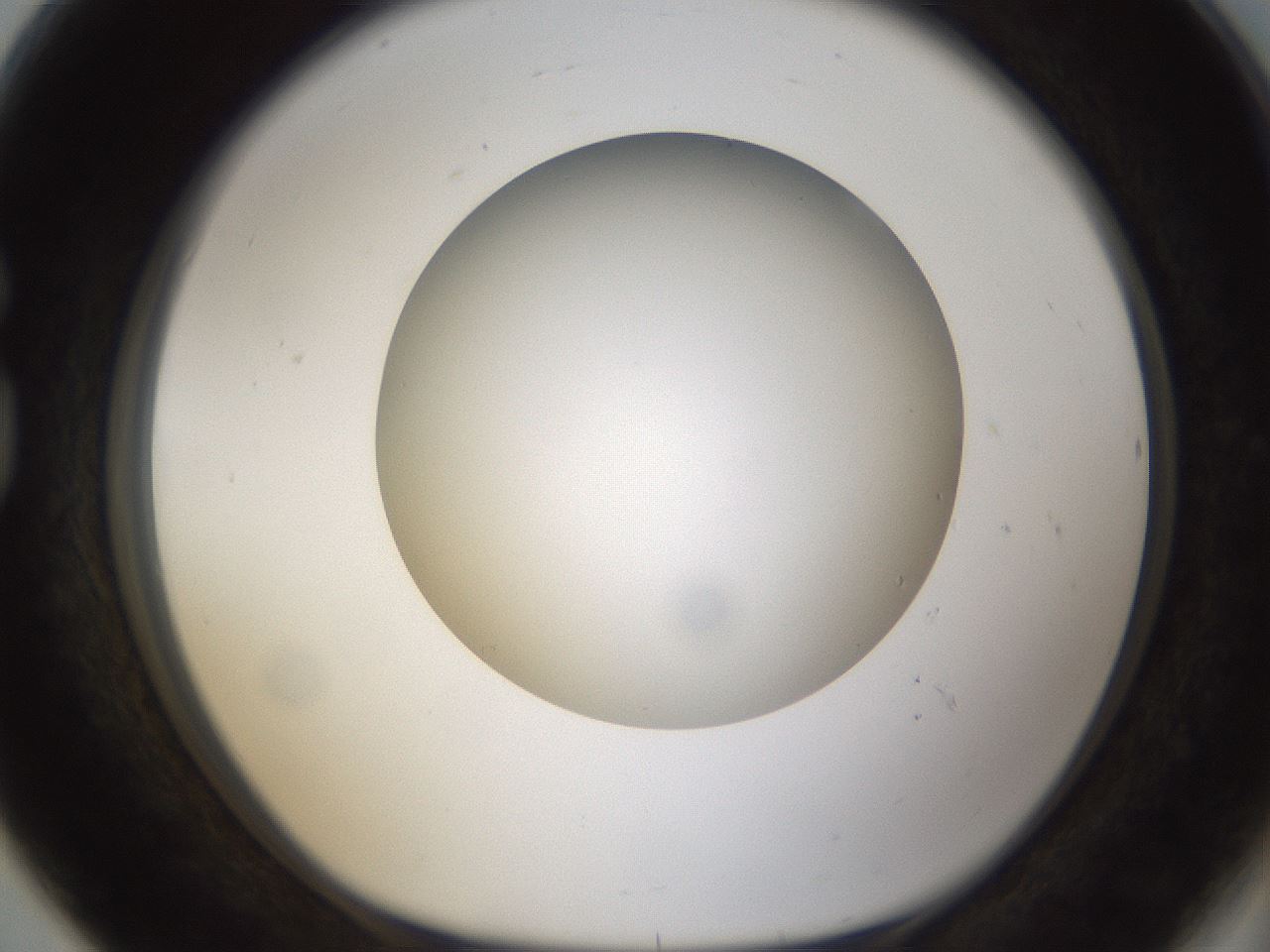 folderID304_plateID1304_batchID4270_wellNum80_profileID1_d1_r78855_ef.jpg