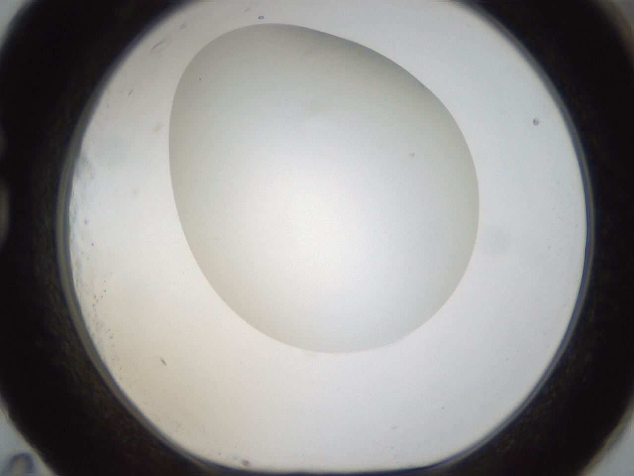 folderID304_plateID1304_batchID4270_wellNum83_profileID1_d1_r78858_ef.jpg