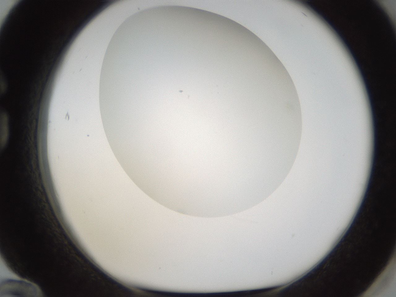 folderID304_plateID1304_batchID4270_wellNum84_profileID1_d1_r78859_ef.jpg