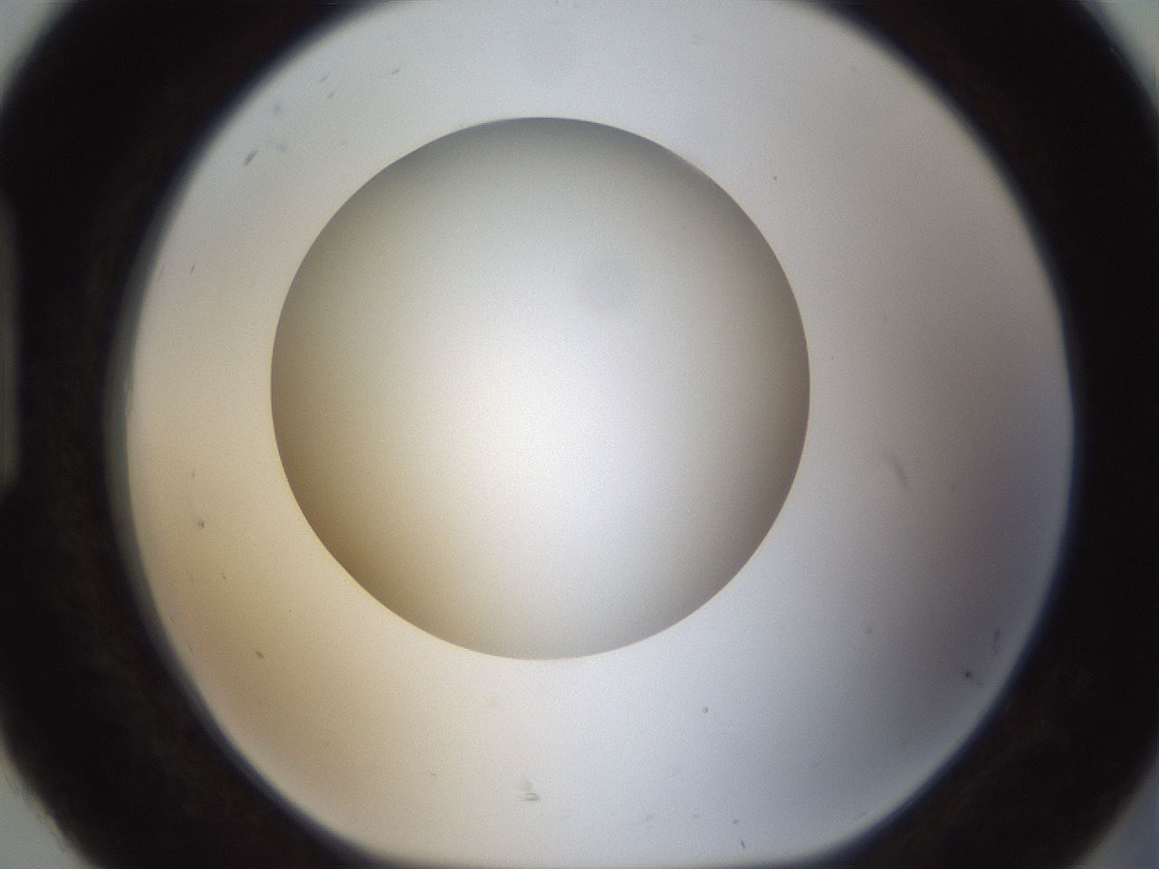 folderID304_plateID1304_batchID4270_wellNum92_profileID1_d1_r78867_ef.jpg
