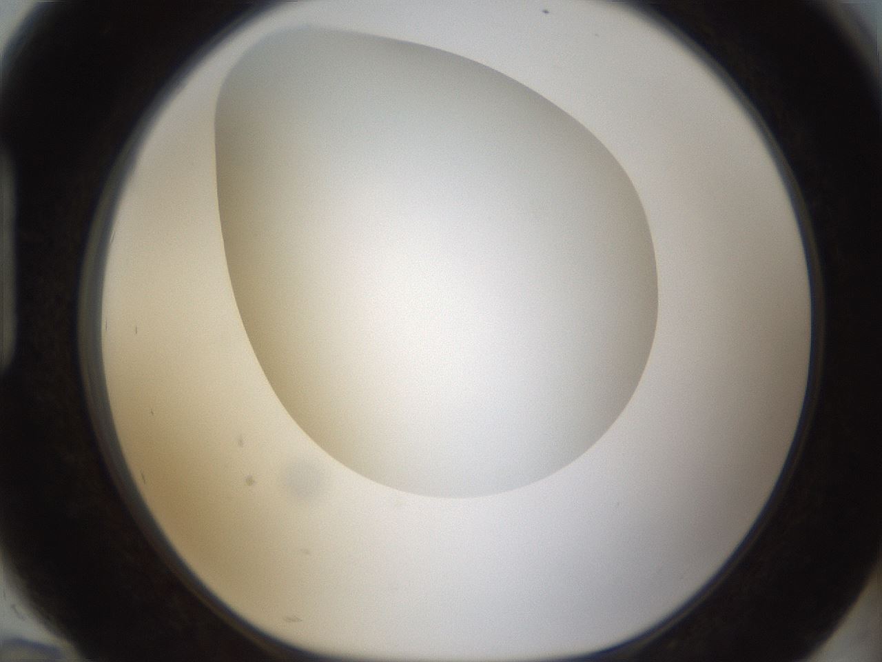 folderID304_plateID1304_batchID4270_wellNum94_profileID1_d1_r78869_ef.jpg