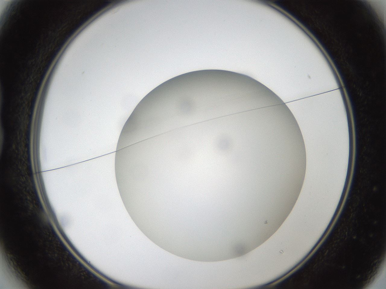 folderID304_plateID1304_batchID4307_wellNum13_profileID1_d1_r78788_ef.jpg