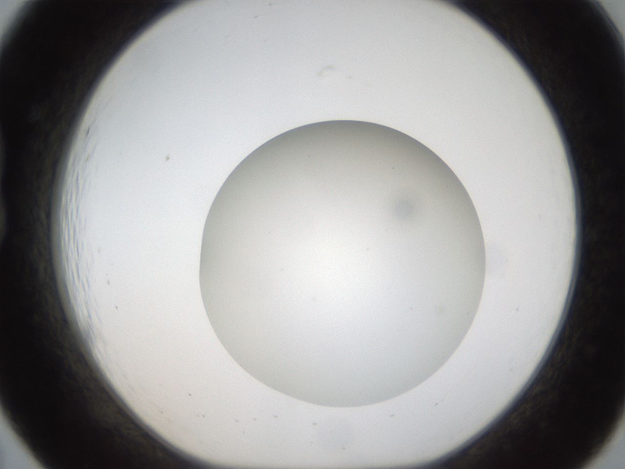 folderID304_plateID1304_batchID4307_wellNum19_profileID1_d1_r78794_ef.jpg