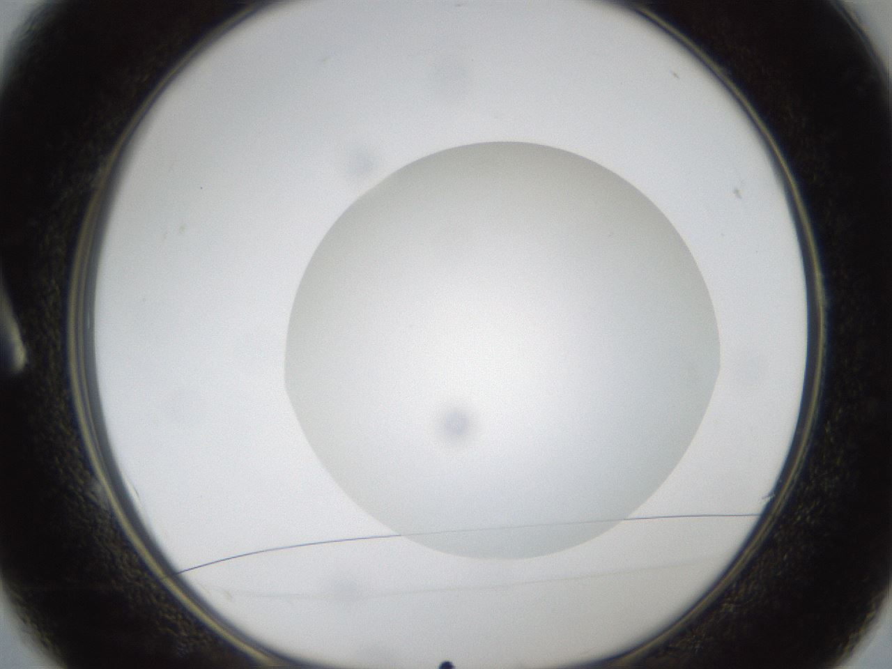 folderID304_plateID1304_batchID4307_wellNum1_profileID1_d1_r78776_ef.jpg