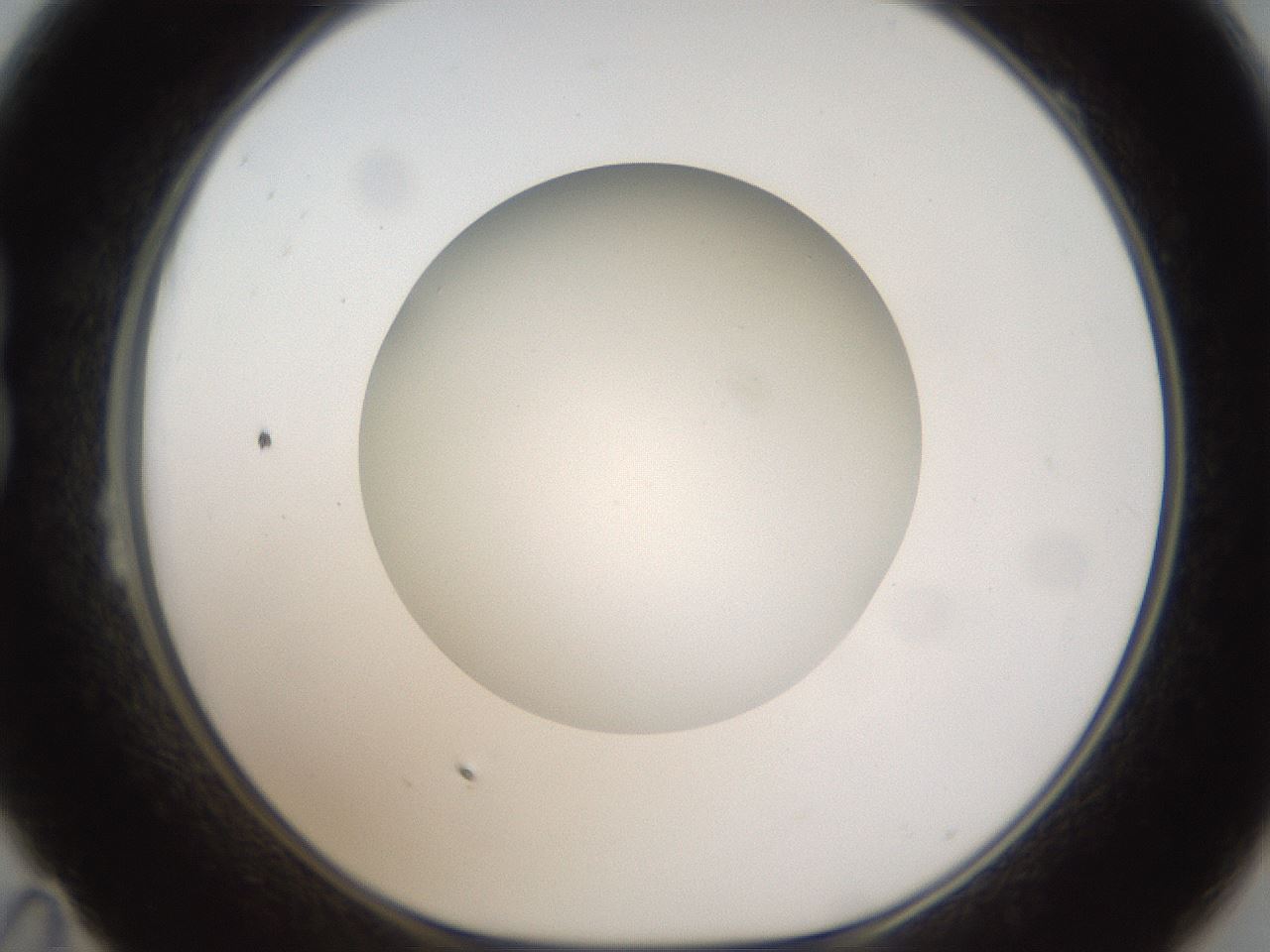 folderID304_plateID1304_batchID4307_wellNum23_profileID1_d1_r78798_ef.jpg