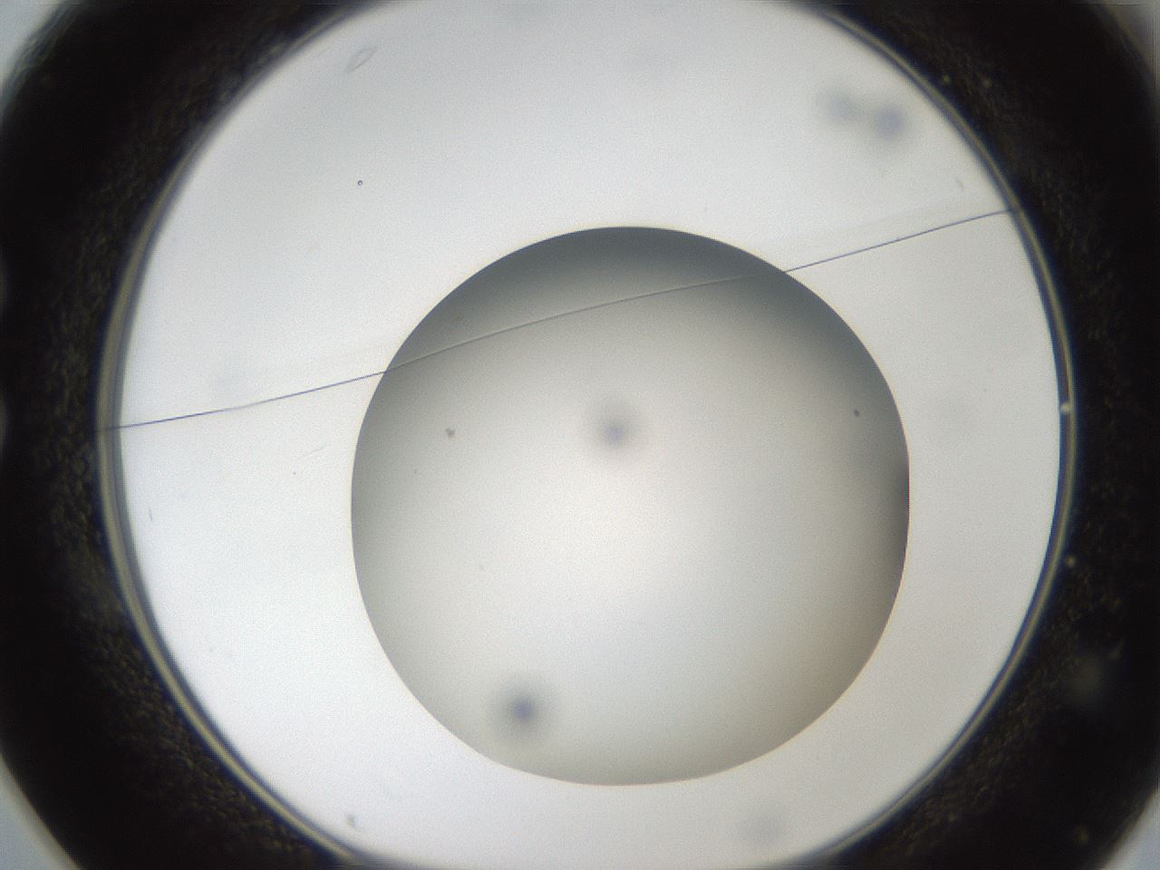 folderID304_plateID1304_batchID4307_wellNum25_profileID1_d1_r78800_ef.jpg