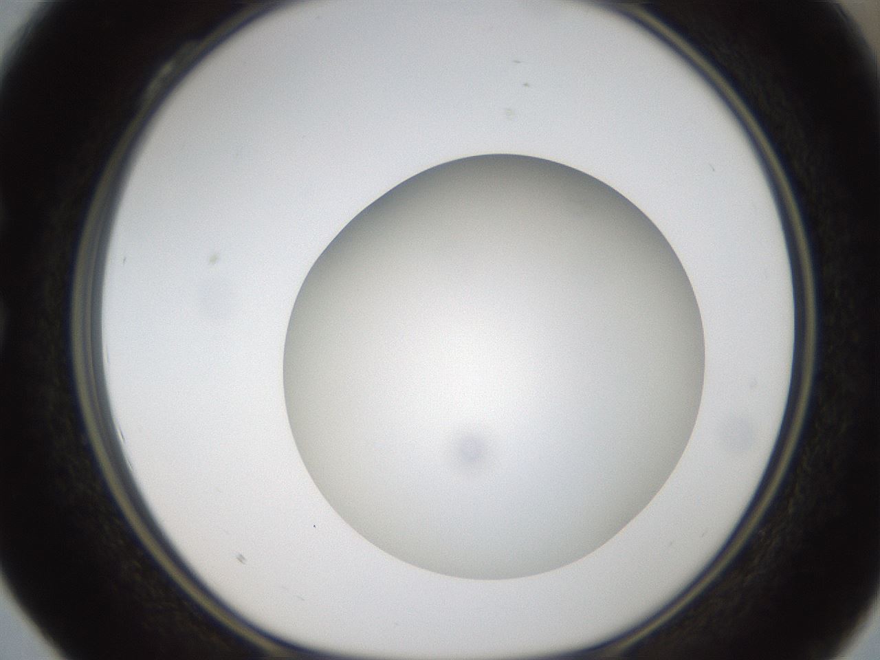 folderID304_plateID1304_batchID4307_wellNum28_profileID1_d1_r78803_ef.jpg