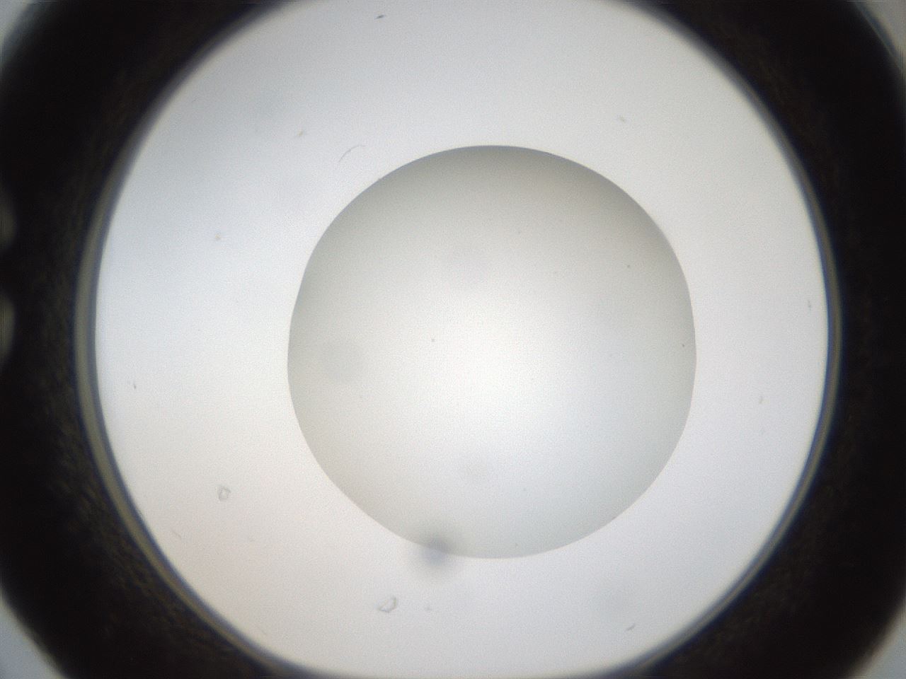 folderID304_plateID1304_batchID4307_wellNum30_profileID1_d1_r78805_ef.jpg