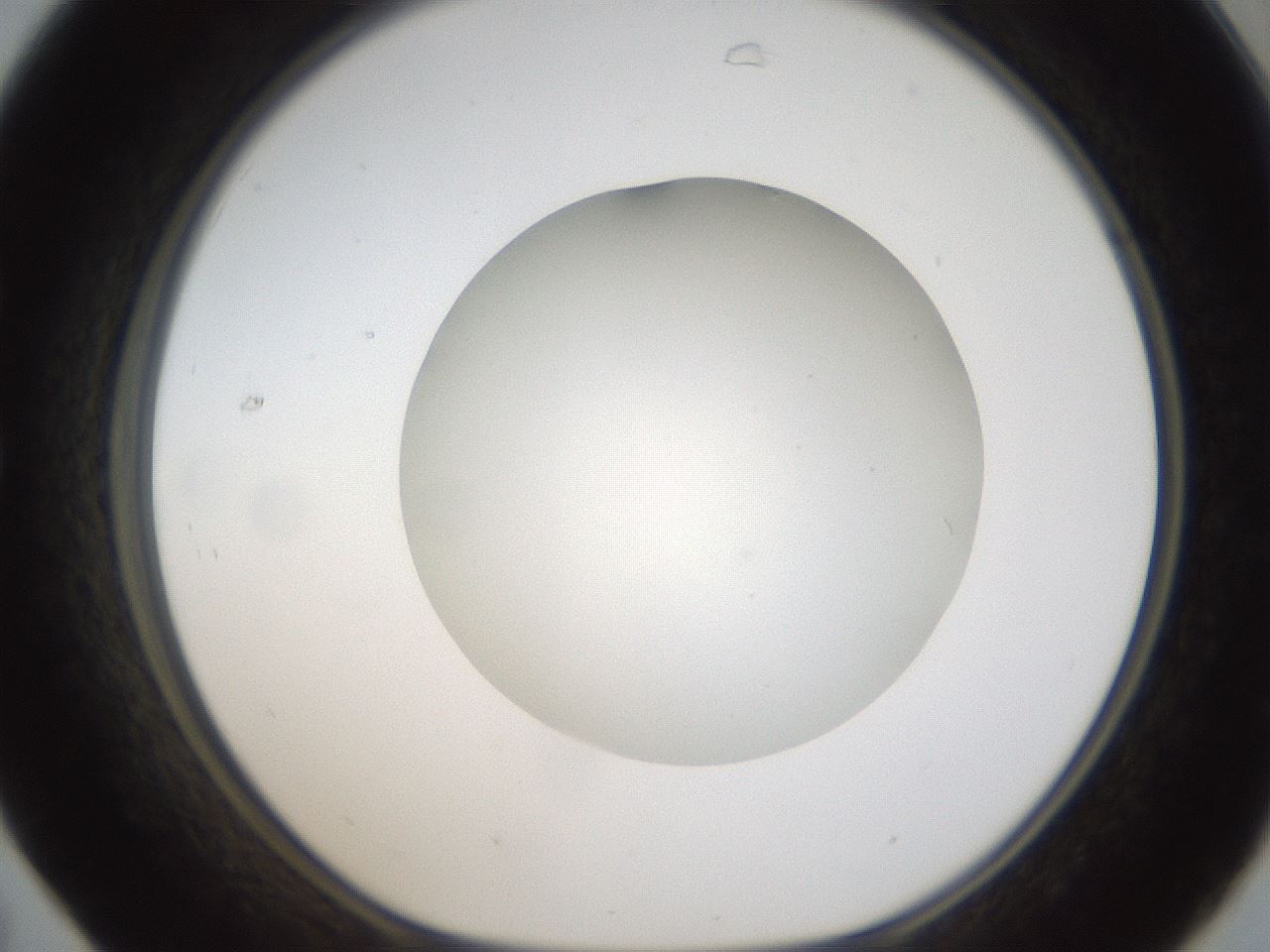folderID304_plateID1304_batchID4307_wellNum31_profileID1_d1_r78806_ef.jpg