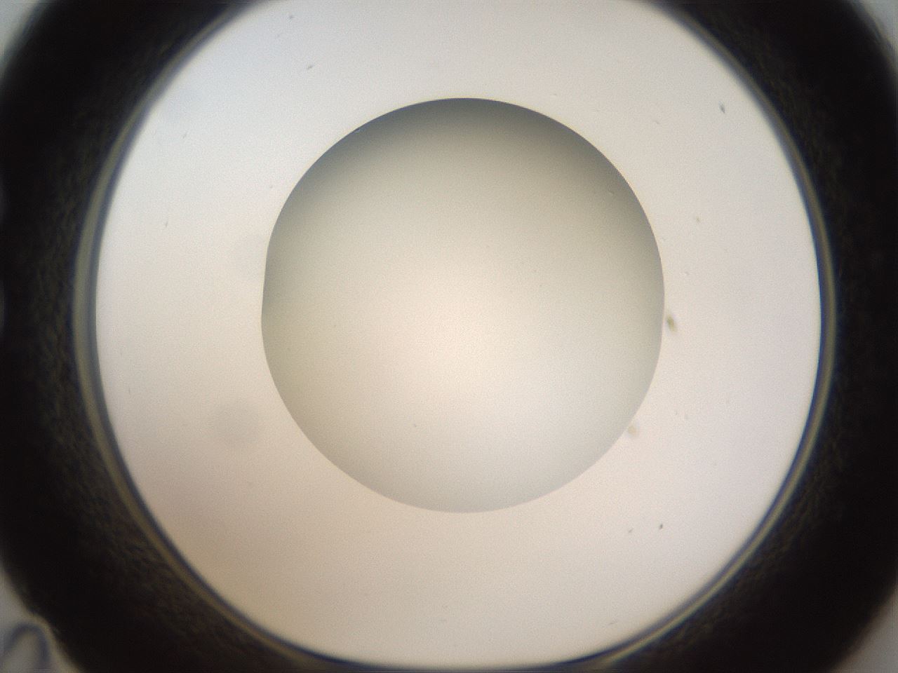 folderID304_plateID1304_batchID4307_wellNum35_profileID1_d1_r78810_ef.jpg