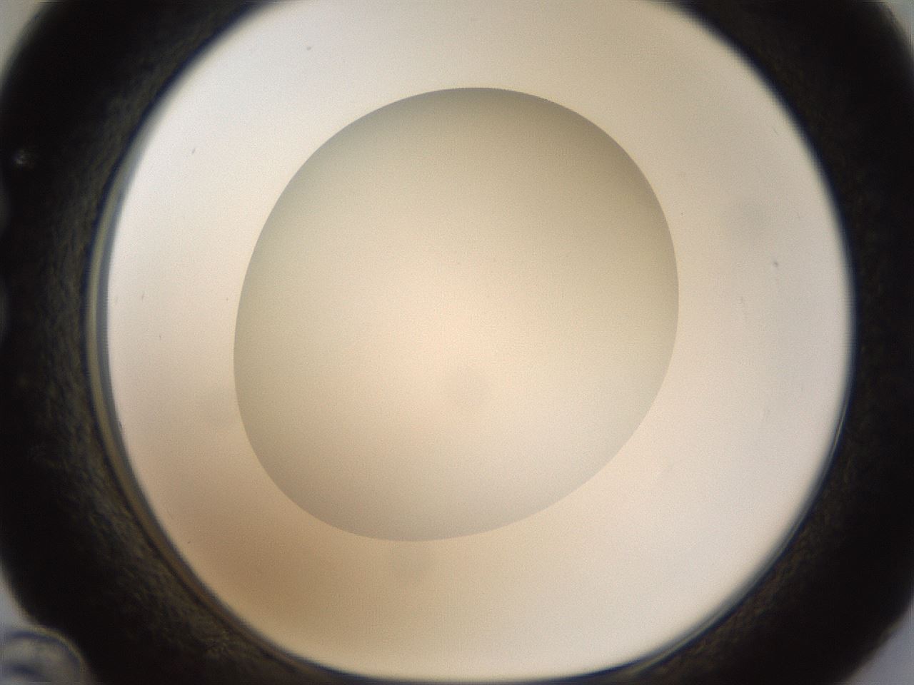 folderID304_plateID1304_batchID4307_wellNum36_profileID1_d1_r78811_ef.jpg