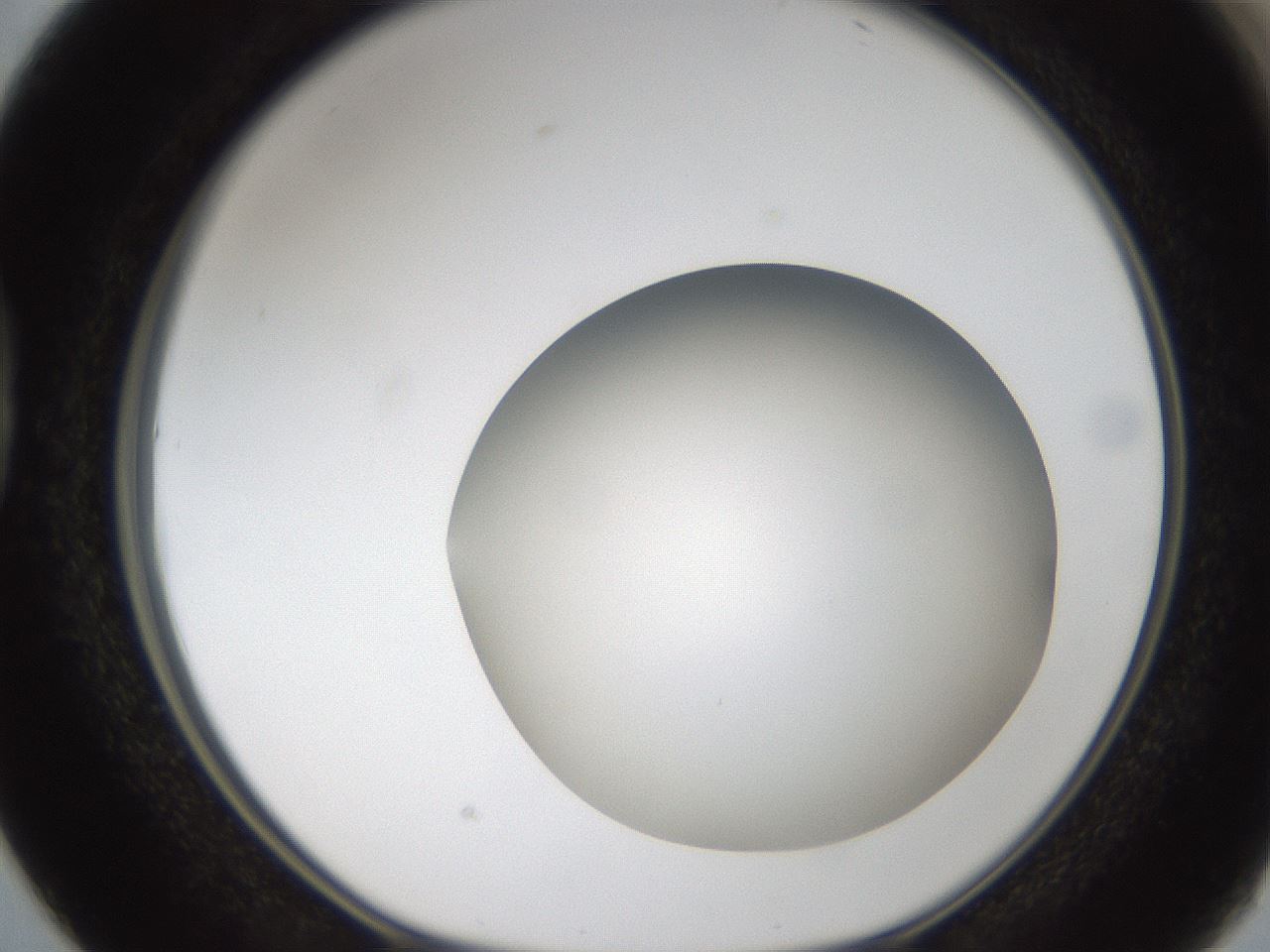 folderID304_plateID1304_batchID4307_wellNum38_profileID1_d1_r78813_ef.jpg