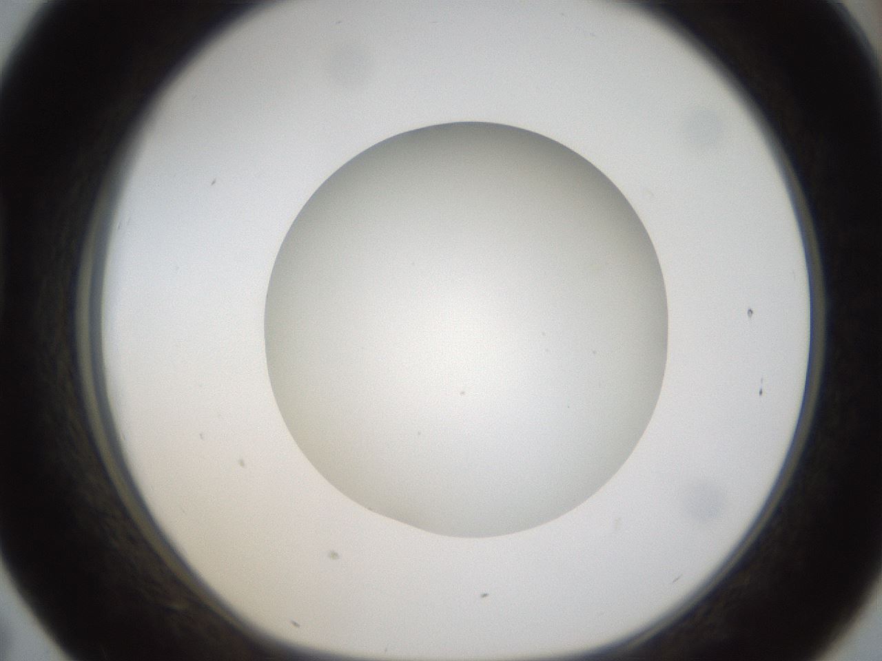 folderID304_plateID1304_batchID4307_wellNum43_profileID1_d1_r78818_ef.jpg