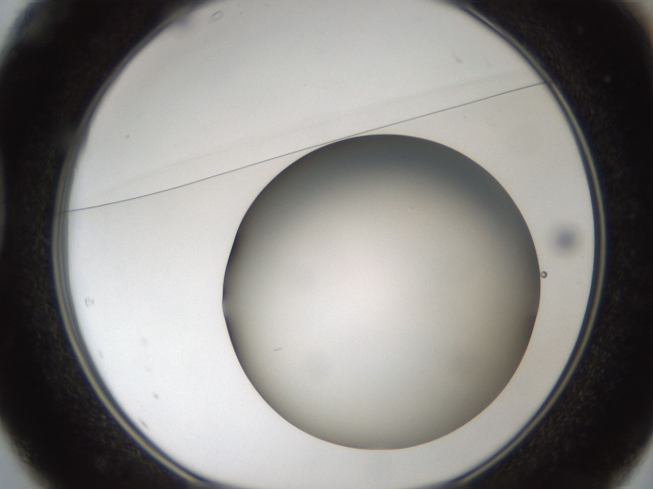folderID304_plateID1304_batchID4307_wellNum37_profileID1_d1_r78812_ef.jpg