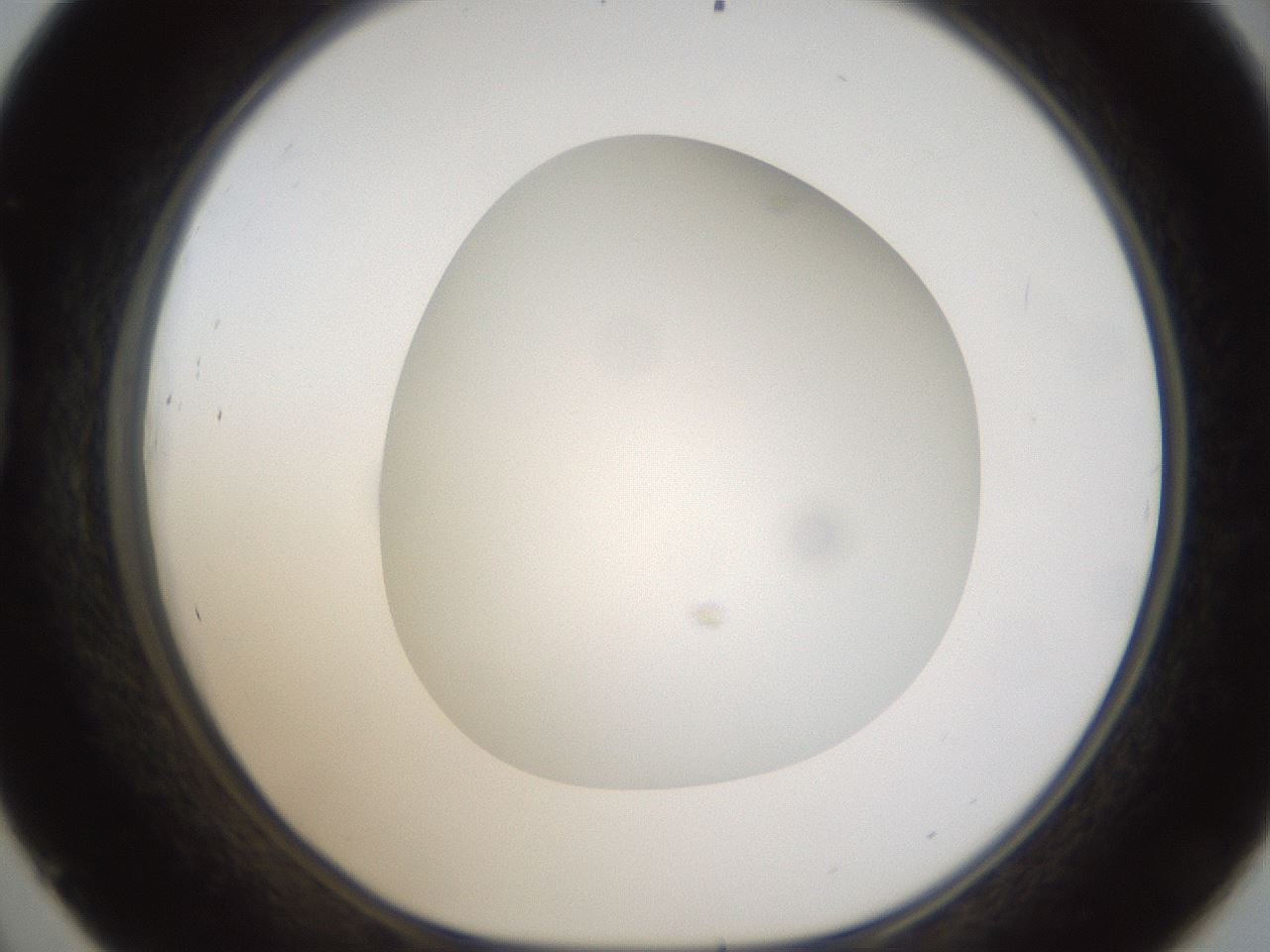 folderID304_plateID1304_batchID4307_wellNum45_profileID1_d1_r78820_ef.jpg