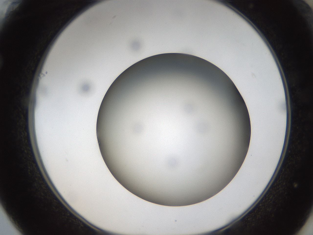 folderID304_plateID1304_batchID4307_wellNum61_profileID1_d1_r78836_ef.jpg