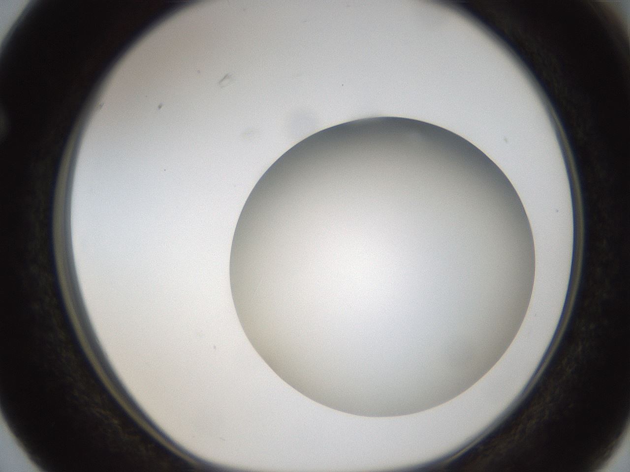 folderID304_plateID1304_batchID4307_wellNum63_profileID1_d1_r78838_ef.jpg