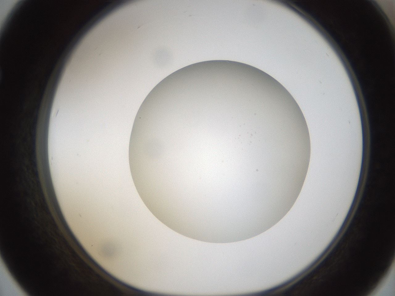 folderID304_plateID1304_batchID4307_wellNum67_profileID1_d1_r78842_ef.jpg