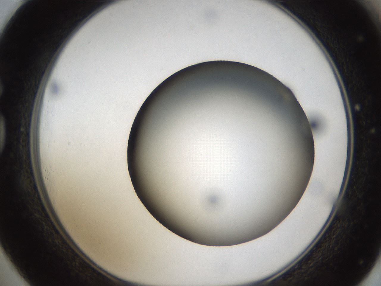 folderID304_plateID1304_batchID4307_wellNum73_profileID1_d1_r78848_ef.jpg